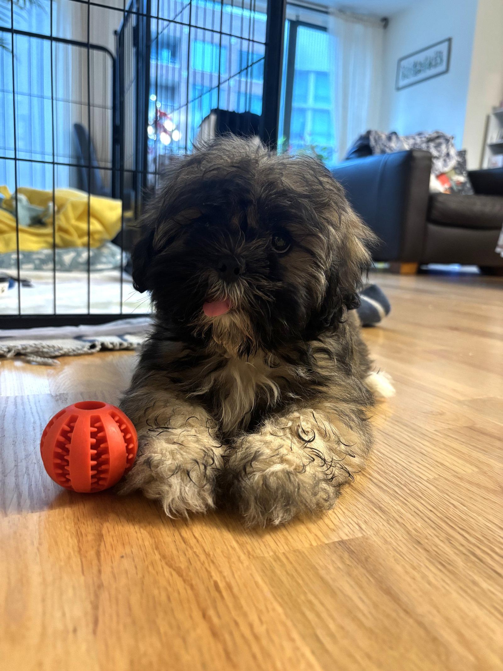 Enlarge Cowboy, a Adoptable Lhasa Apso in Wheaton, IL image 1/3