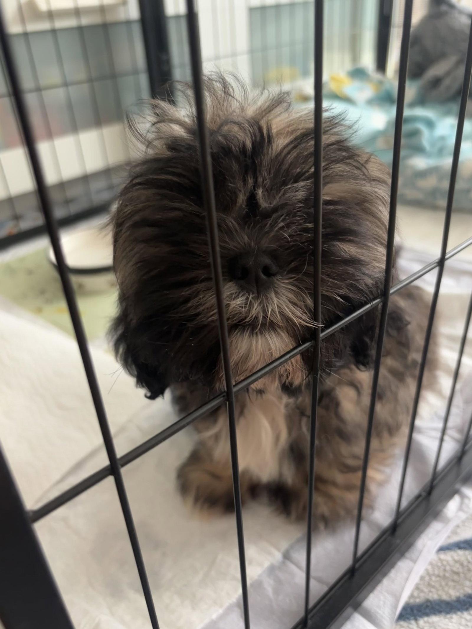 Enlarge Cowboy, a Adoptable Lhasa Apso in Wheaton, IL image 2/3