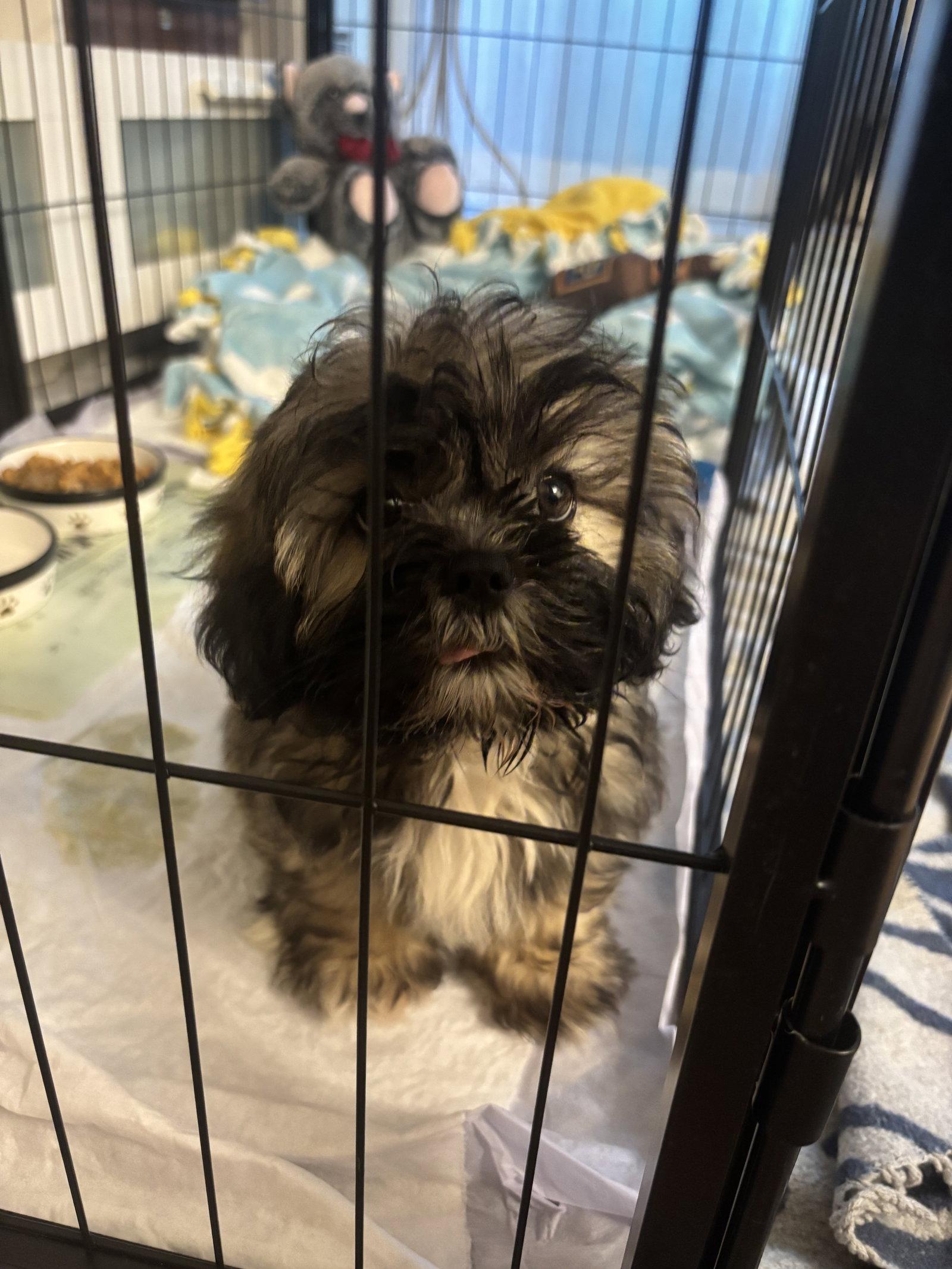 Enlarge Cowboy, a Adoptable Lhasa Apso in Wheaton, IL image 3/3