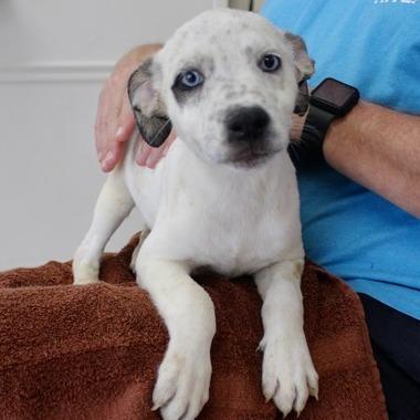 Enlarge Dottie, a Adoptable Hound in Birmingham, AL image 1/1