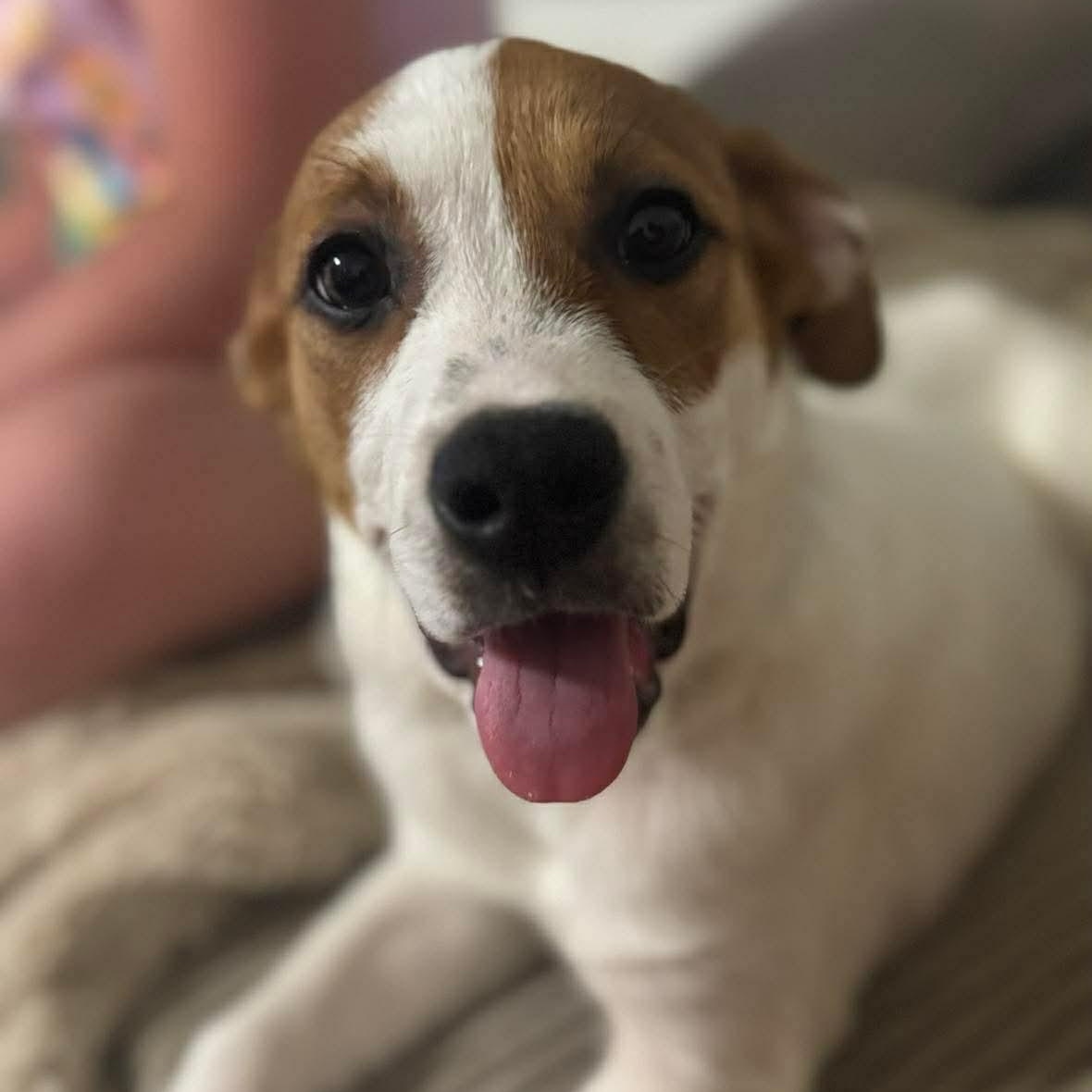 Enlarge Ridge, a ADOPTABLE Mixed Breed in Wando, SC image 4/6