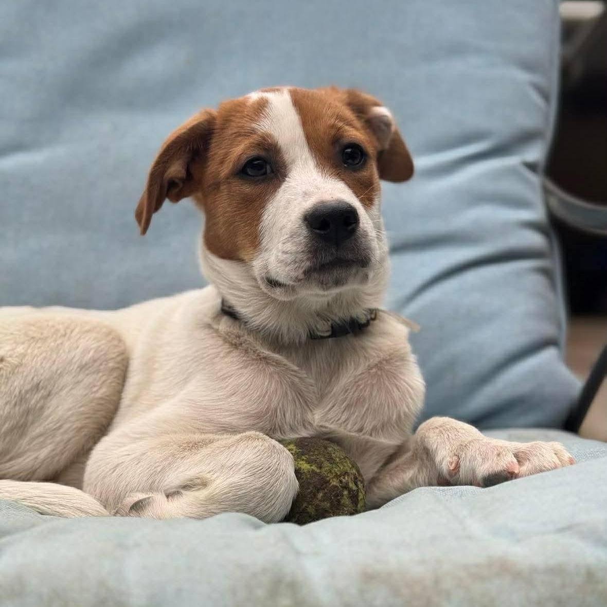 Enlarge Ridge, a ADOPTABLE Mixed Breed in Wando, SC image 1/6