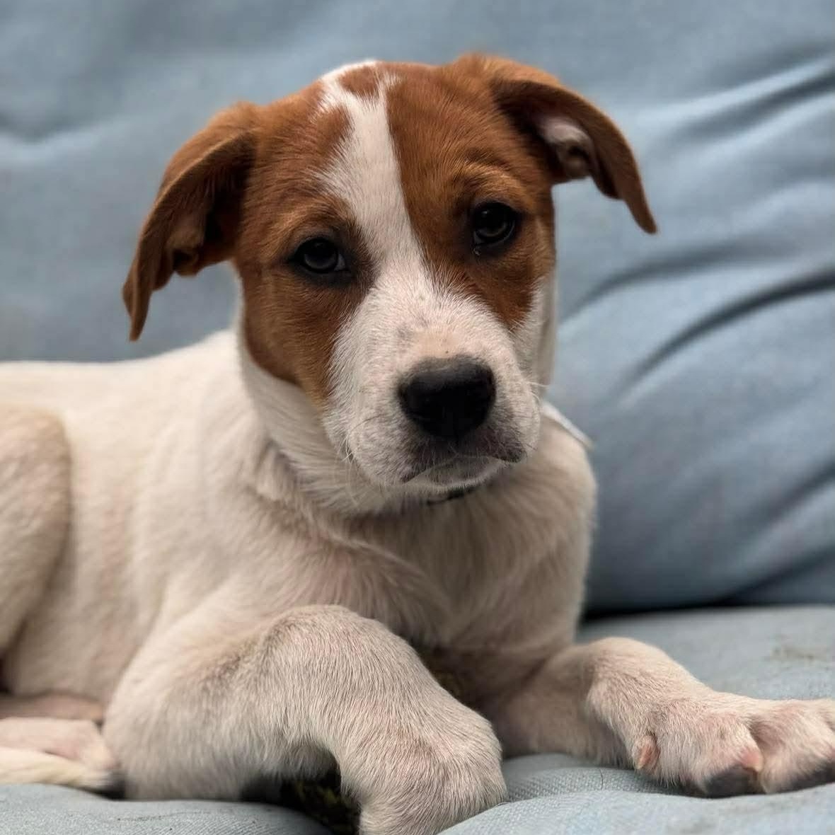 Enlarge Ridge, a ADOPTABLE Mixed Breed in Wando, SC image 3/6