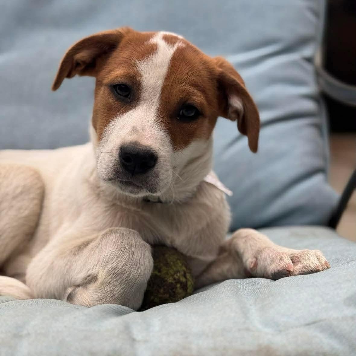 Enlarge Ridge, a ADOPTABLE Mixed Breed in Wando, SC image 5/6