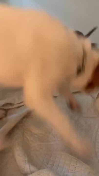 Enlarge Ridge, a ADOPTABLE Mixed Breed in Wando, SC video 6/6