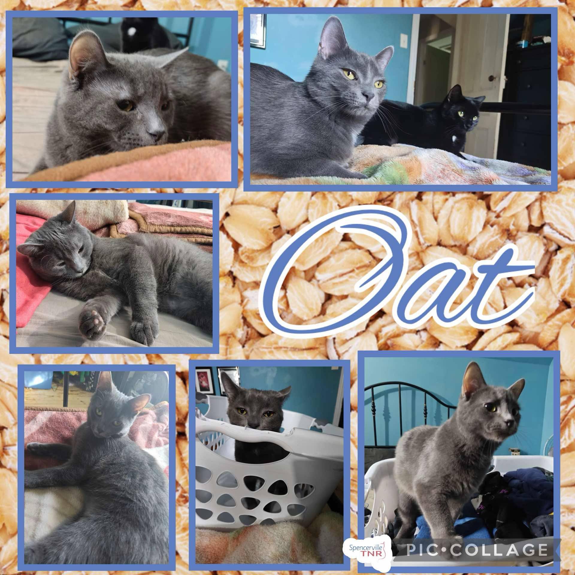Oat, an adoptable Domestic Short Hair in Spencerville, ON, K0E 1X0 | Photo Image 2