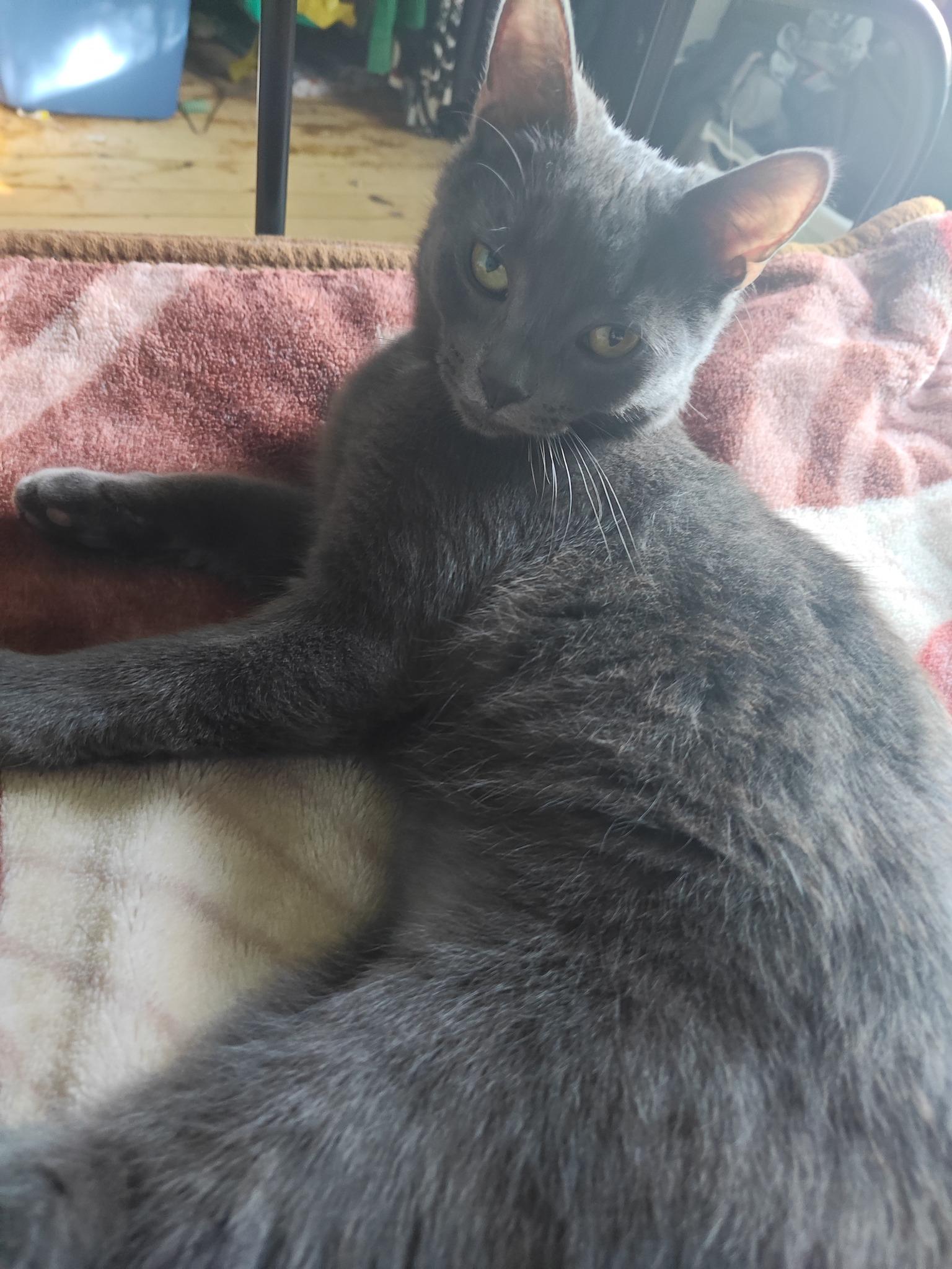 Oat, an adoptable Domestic Short Hair in Spencerville, ON, K0E 1X0 | Photo Image 3