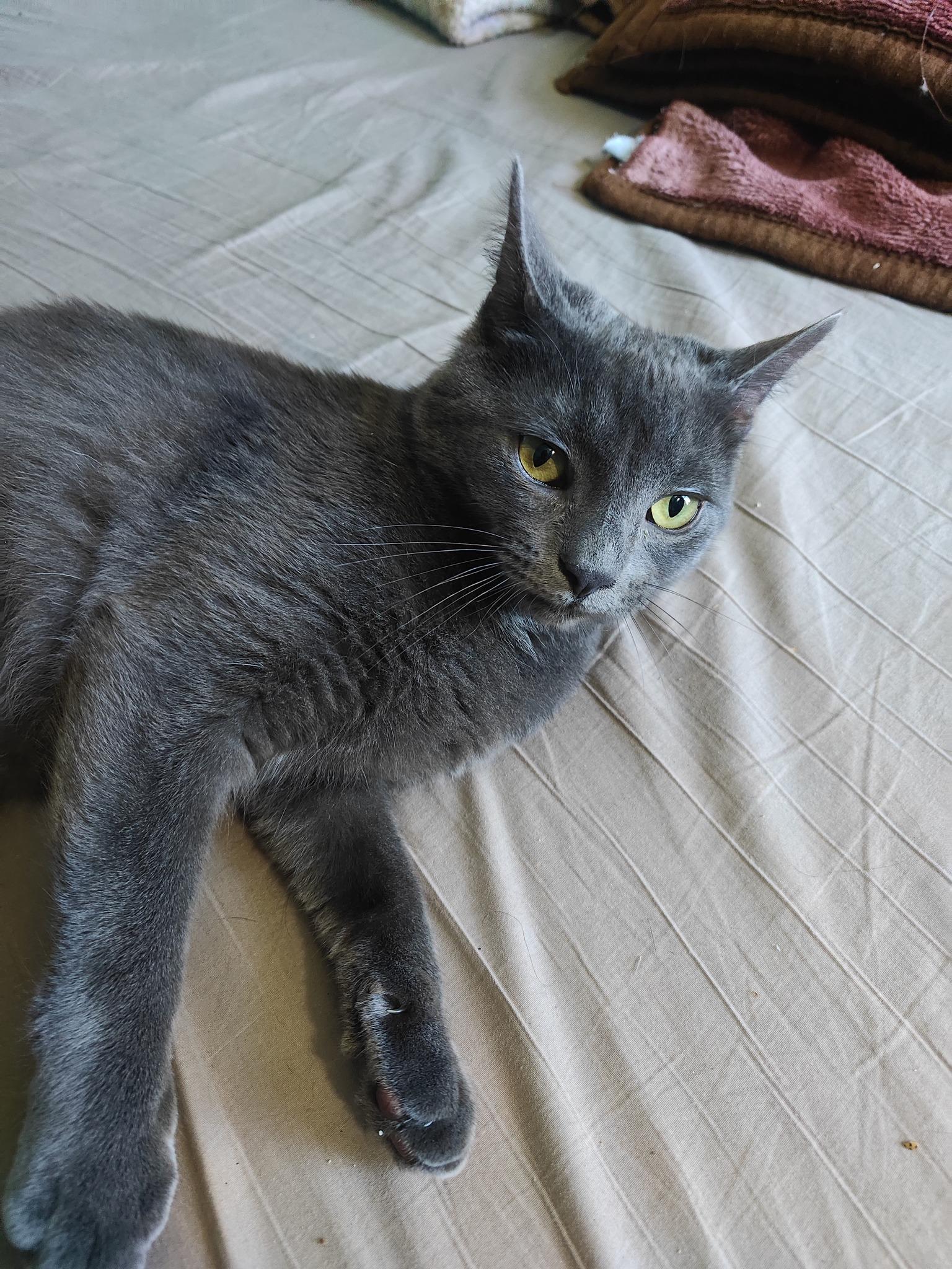 Oat, an adoptable Domestic Short Hair in Spencerville, ON, K0E 1X0 | Photo Image 4