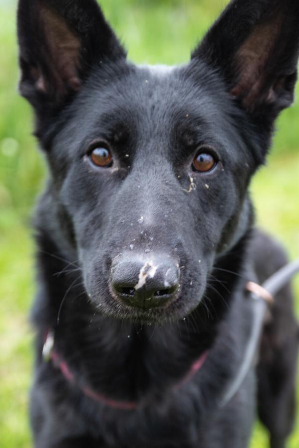 Enlarge Raven, a Adoptable mixed breed in Indiana, PA image 2/2