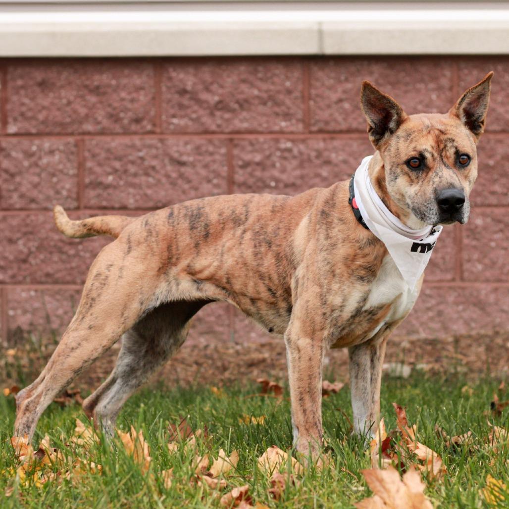 Enlarge Dakota, a Adoptable Mixed Breed in East Smithfield , PA image 1/6