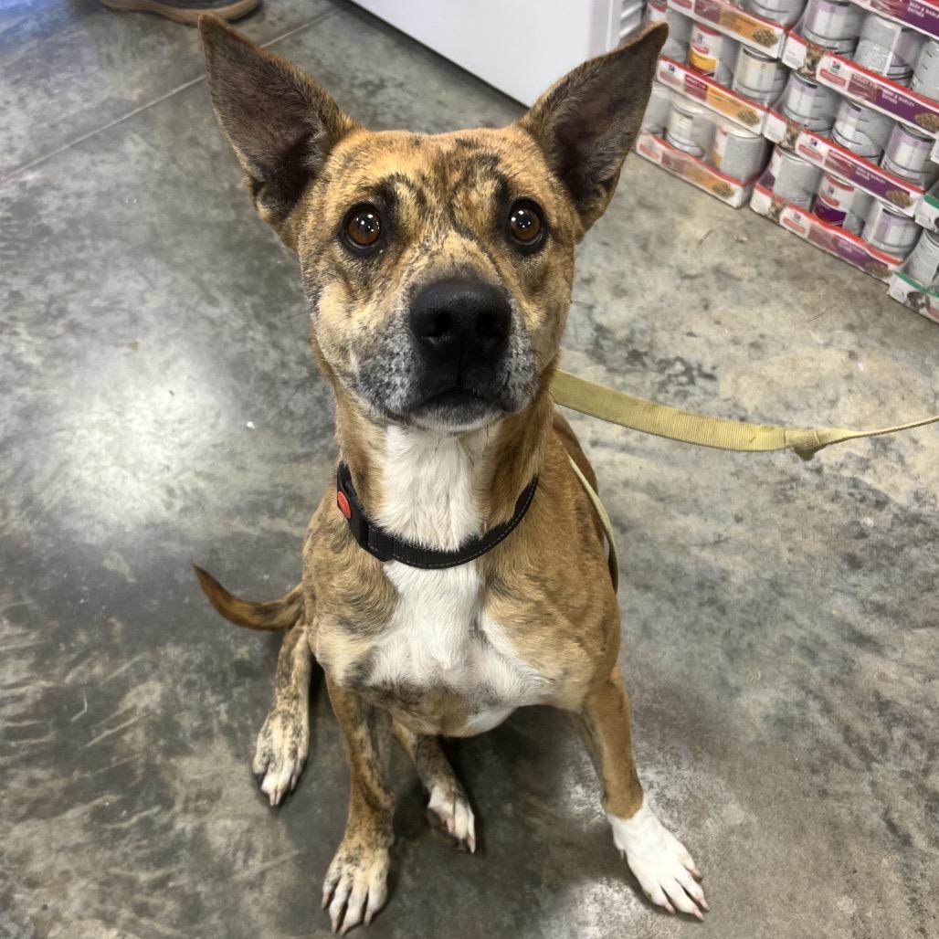 Enlarge Dakota, a Adoptable Mixed Breed in East Smithfield , PA image 2/6