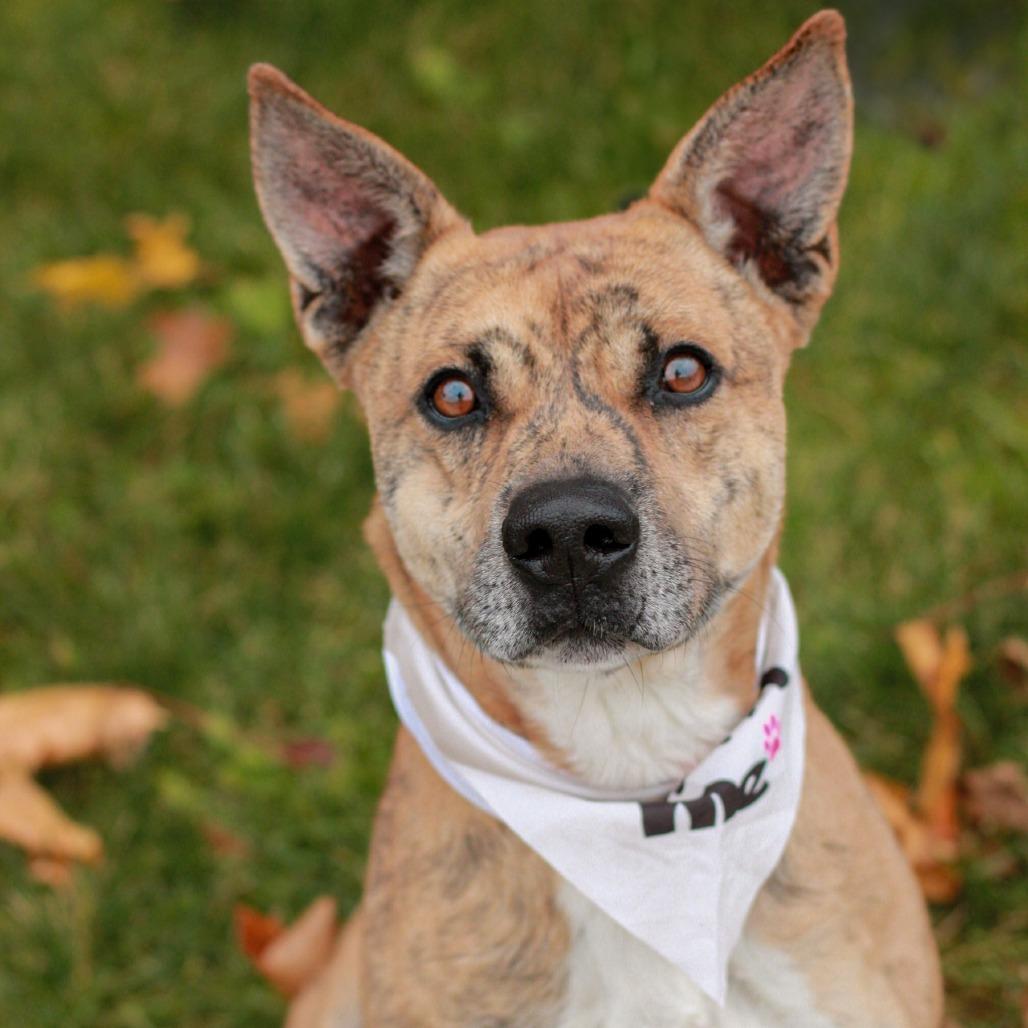 Enlarge Dakota, a Adoptable Mixed Breed in East Smithfield , PA image 3/6