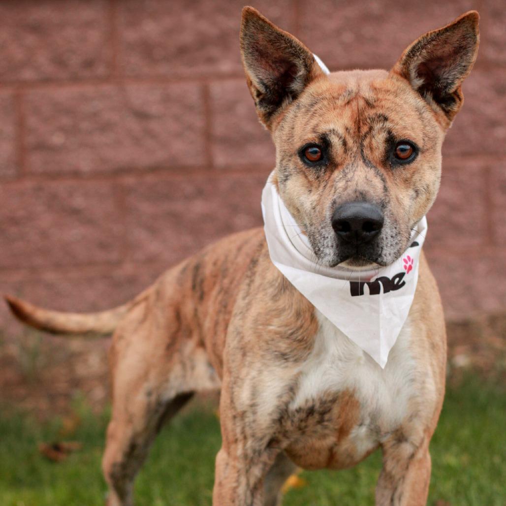 Enlarge Dakota, a Adoptable Mixed Breed in East Smithfield , PA image 4/6