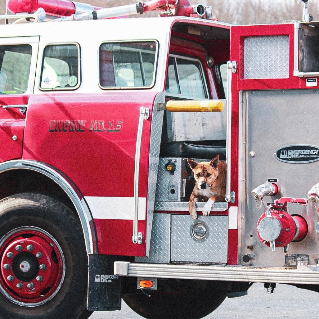 Enlarge Dakota, a Adoptable Mixed Breed in East Smithfield , PA image 5/6