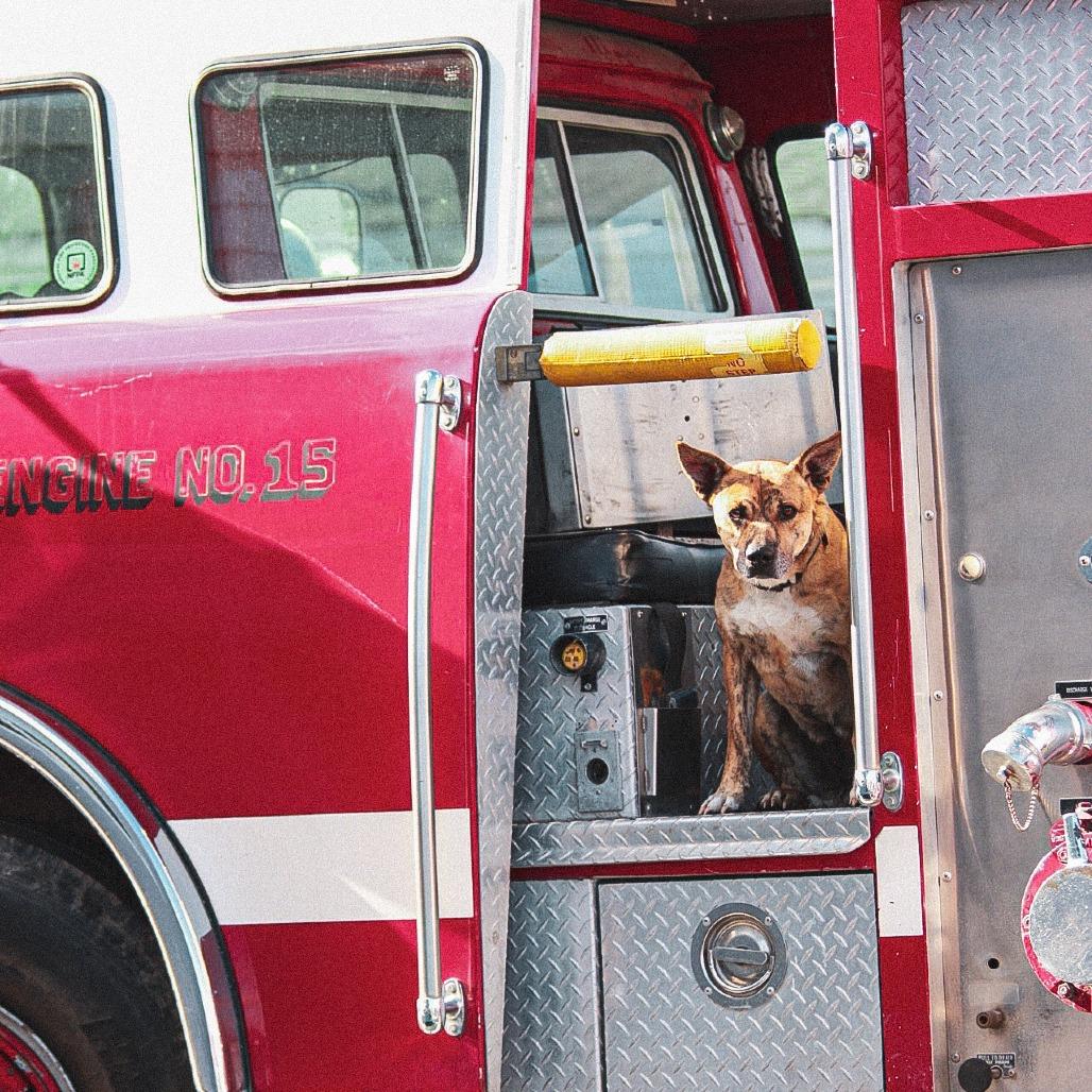 Enlarge Dakota, a Adoptable Mixed Breed in East Smithfield , PA image 6/6