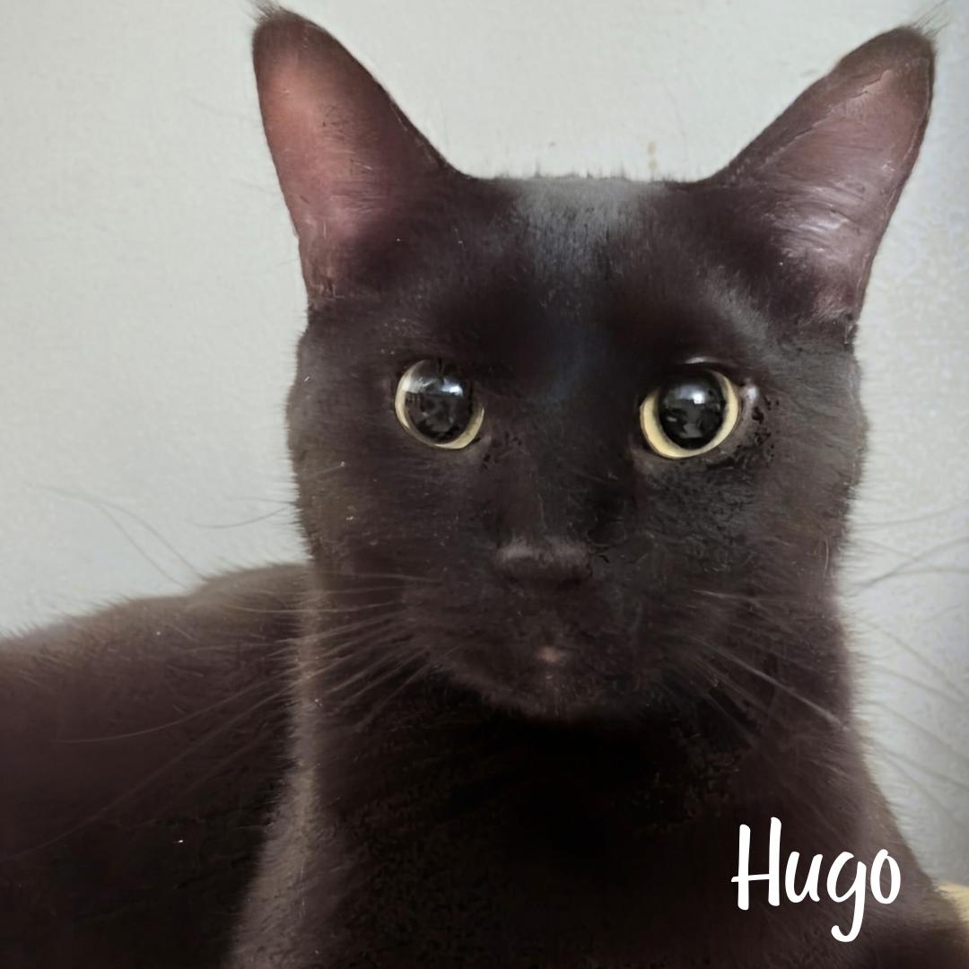 Hugo, ADOPTABLE, Young Male Domestic Short Hair.