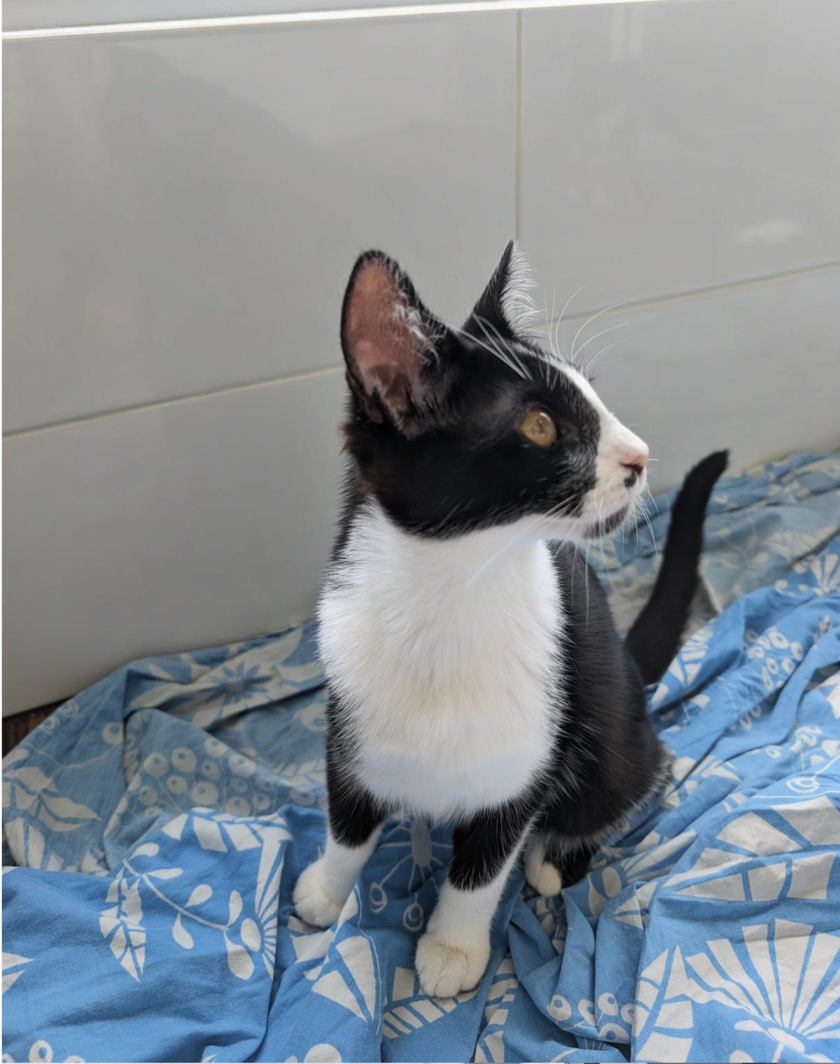 Trouble, a Adoptable Domestic Short Hair in La Jolla, CA image 1/2