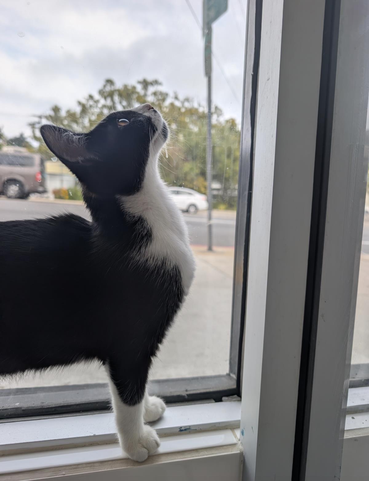 Trouble, a Adoptable Domestic Short Hair in La Jolla, CA image 2/2