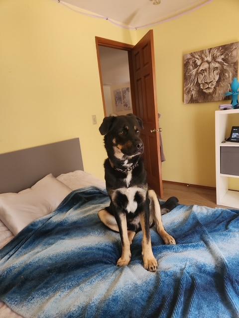Enlarge Roscoe - Sweet Boy (Courtesy Post), an adopted mixed breed in Seattle, WA image 6/6