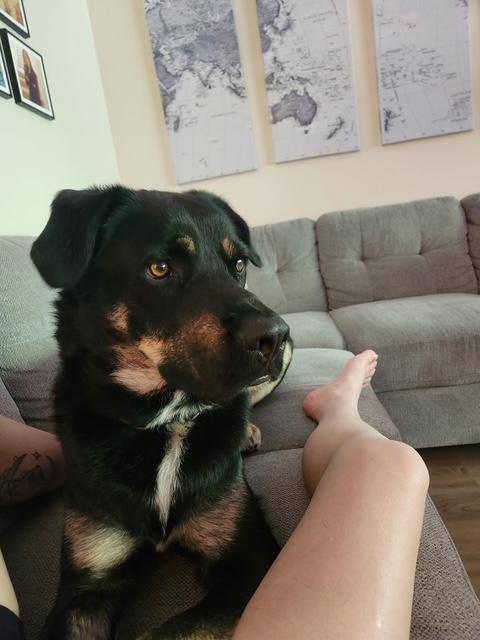 Roscoe - Sweet Boy (Courtesy Post), adopted, Young Male German Shepherd Dog & Rottweiler.