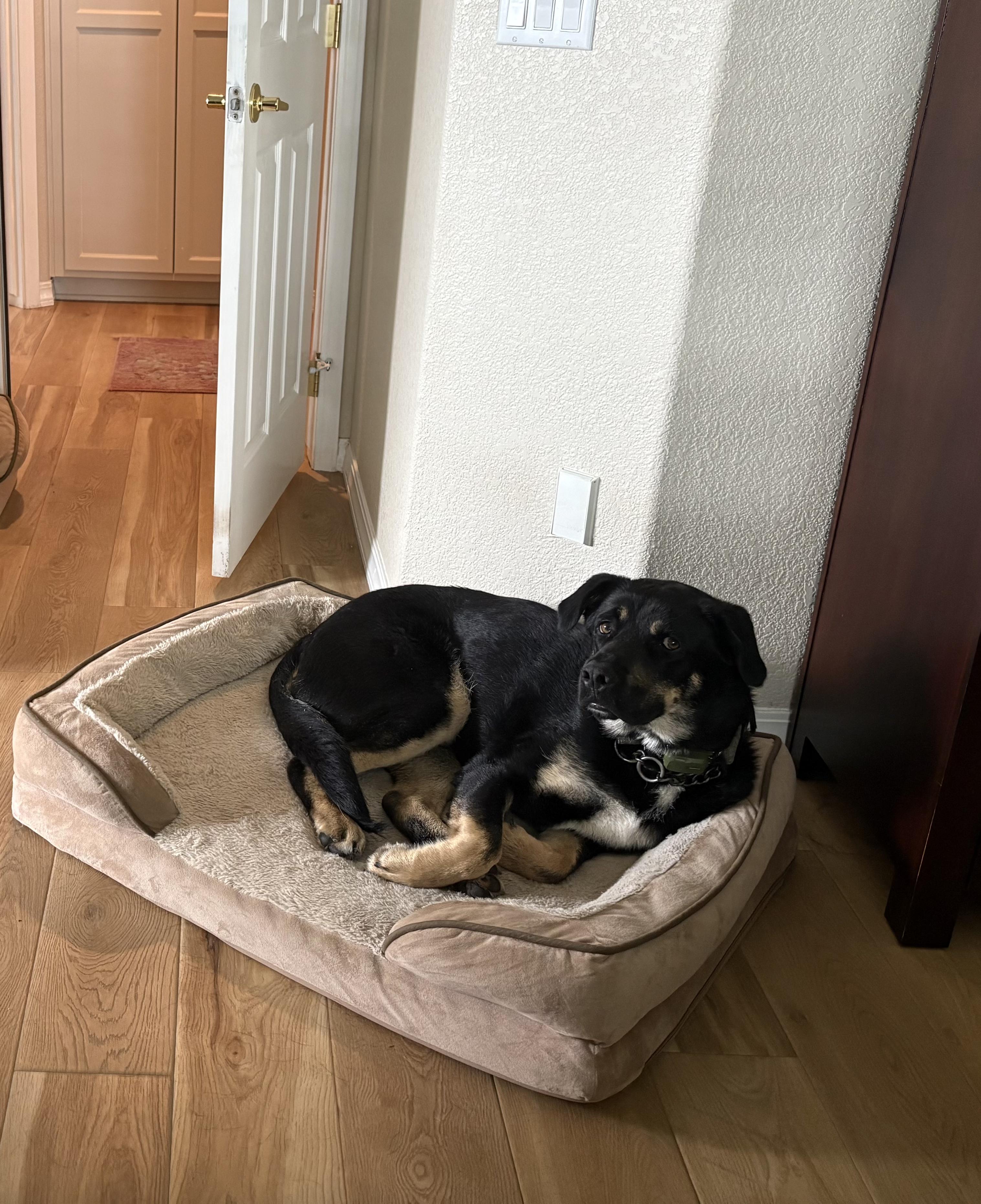 Enlarge Roscoe - Sweet Boy (Courtesy Post), an adopted mixed breed in Seattle, WA image 4/6