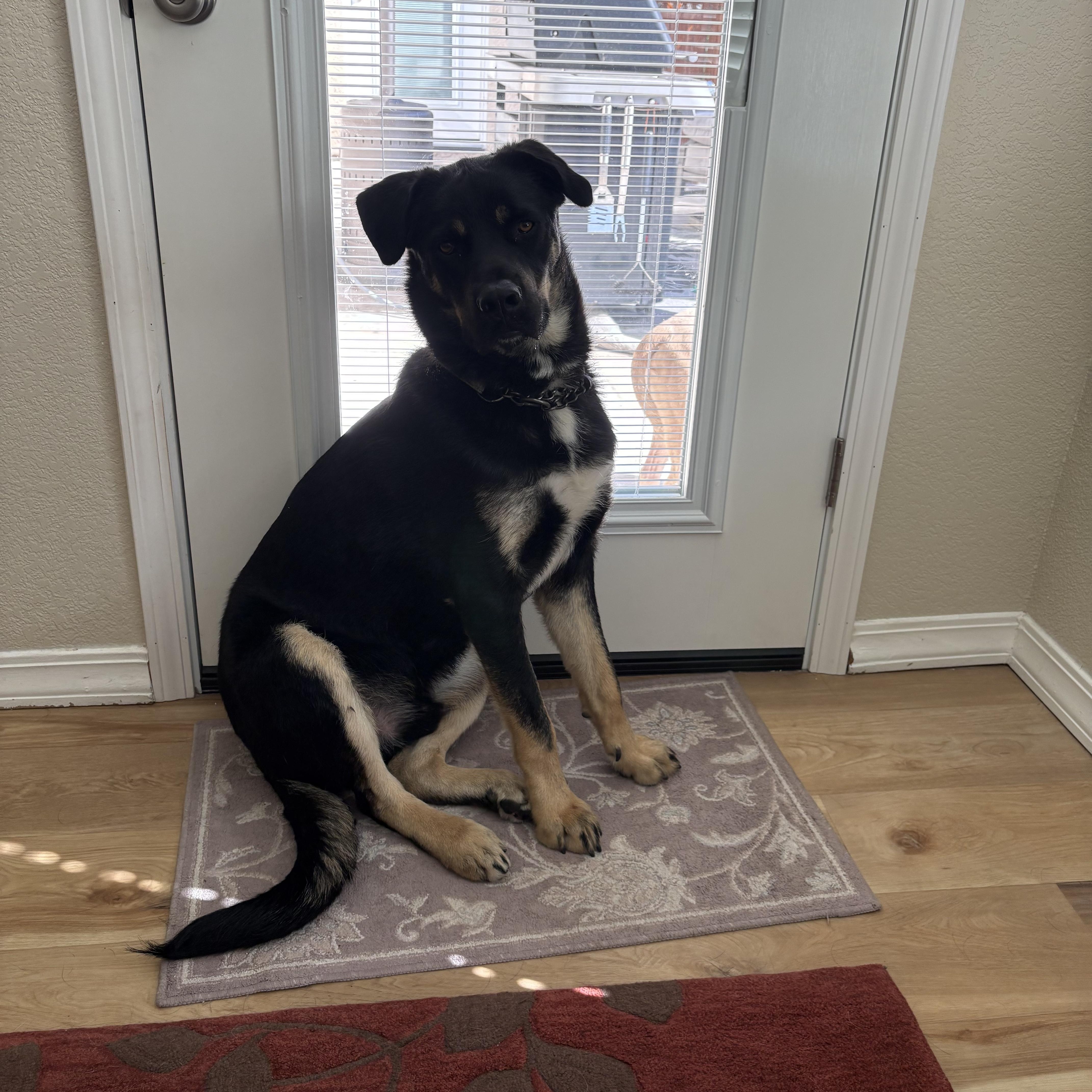 Enlarge Roscoe - Sweet Boy (Courtesy Post), an adopted mixed breed in Seattle, WA image 2/6
