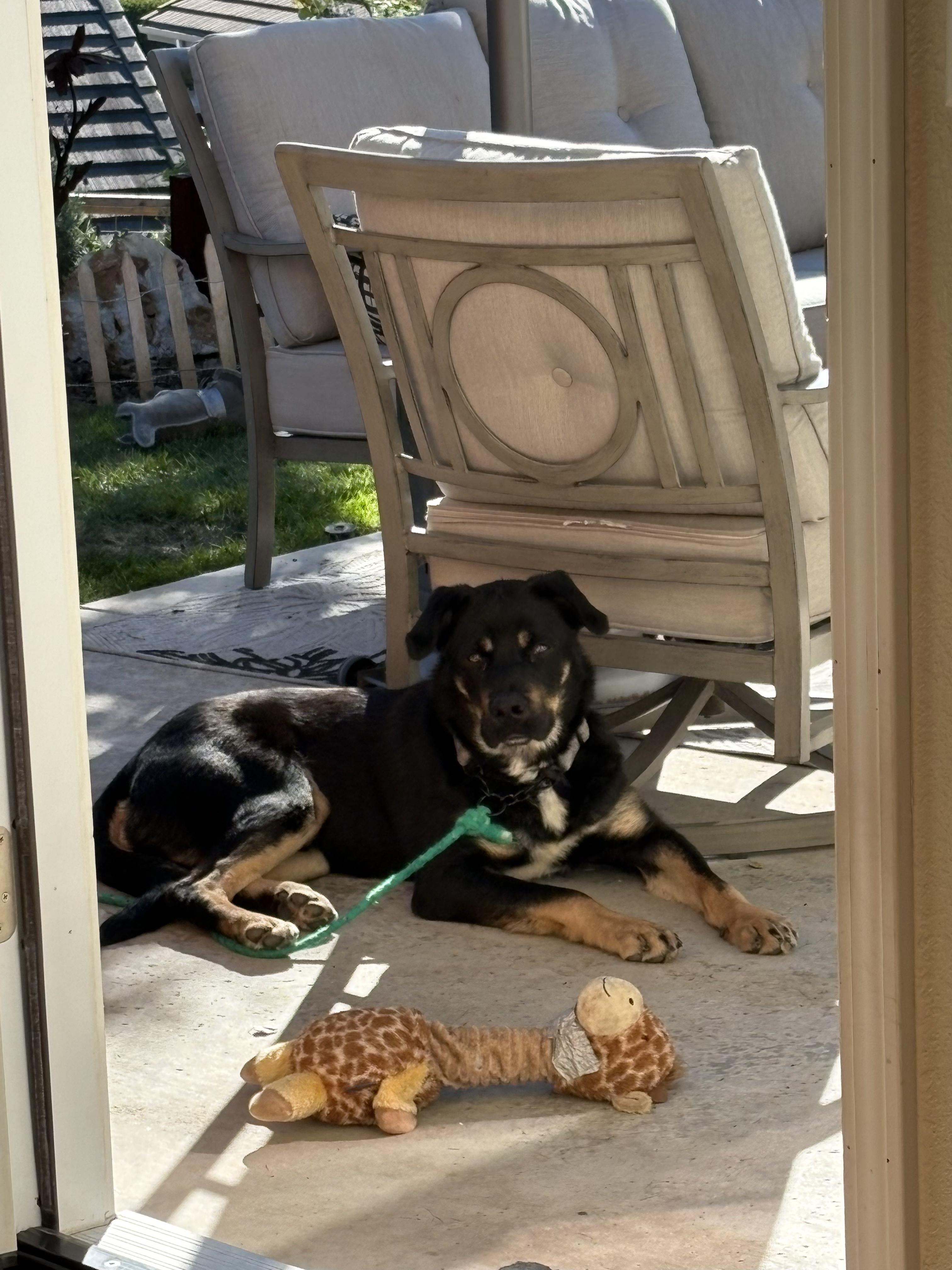Enlarge Roscoe - Sweet Boy (Courtesy Post), an adopted mixed breed in Seattle, WA image 5/6