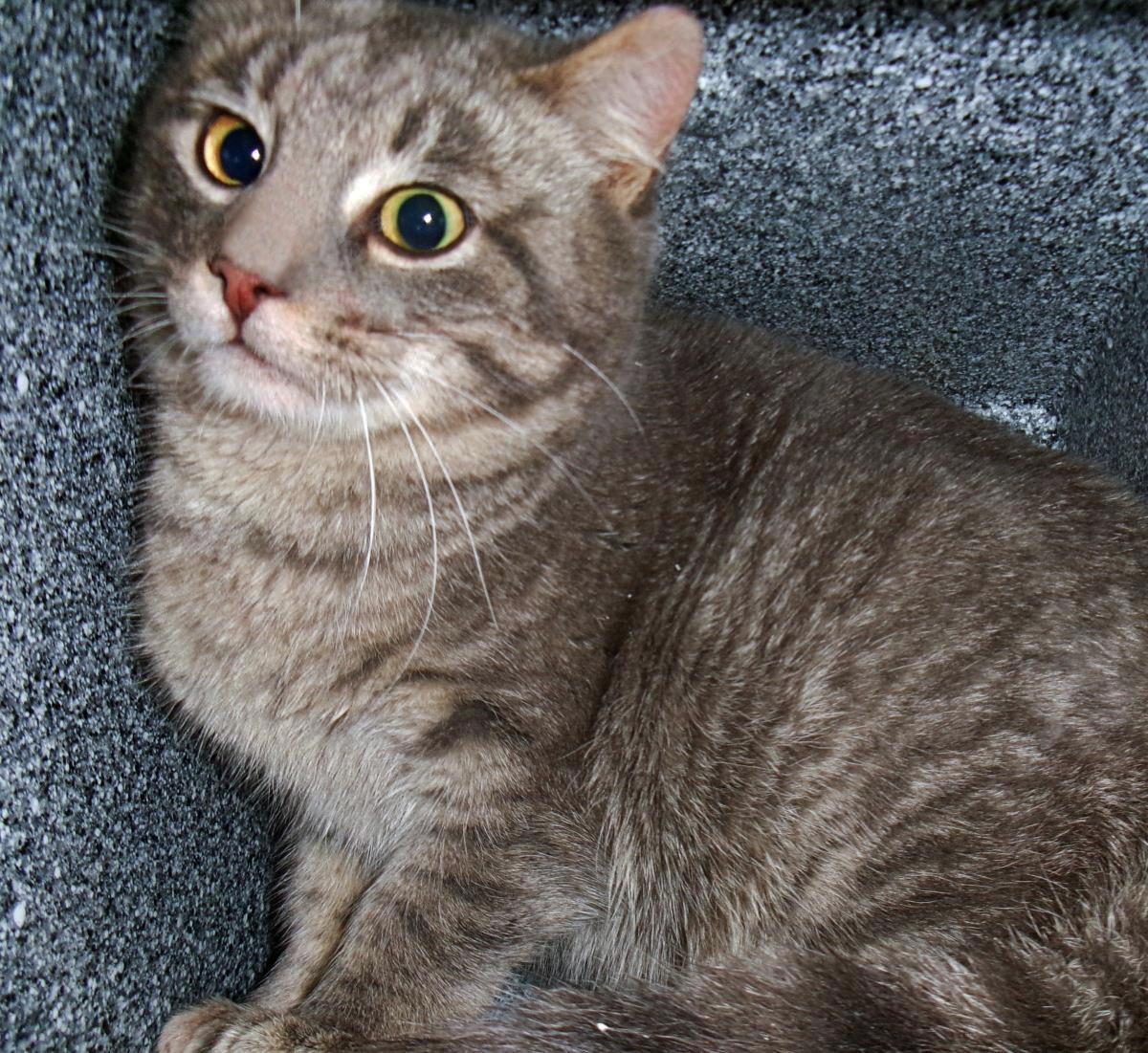 Enlarge Ruckus (Working Cat), a Adoptable Domestic Short Hair in Plover, WI image 1/1