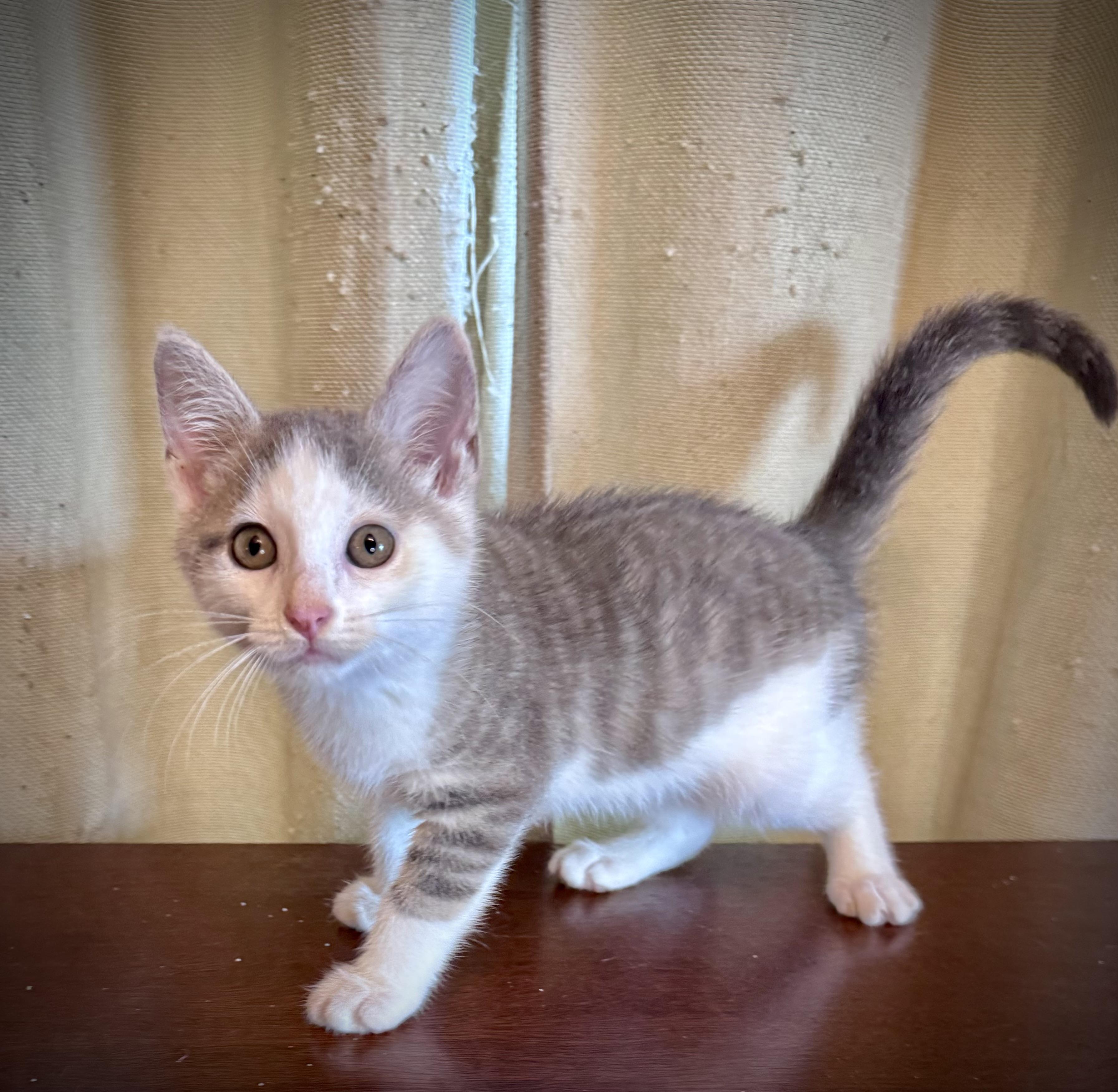 Enlarge Vampira, a ADOPTABLE Domestic Short Hair in Avoca, PA image 2/4