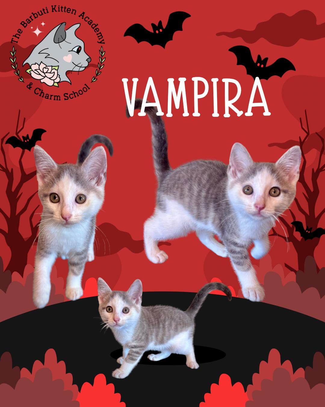 Vampira, ADOPTABLE, Kitten Female Domestic Short Hair.