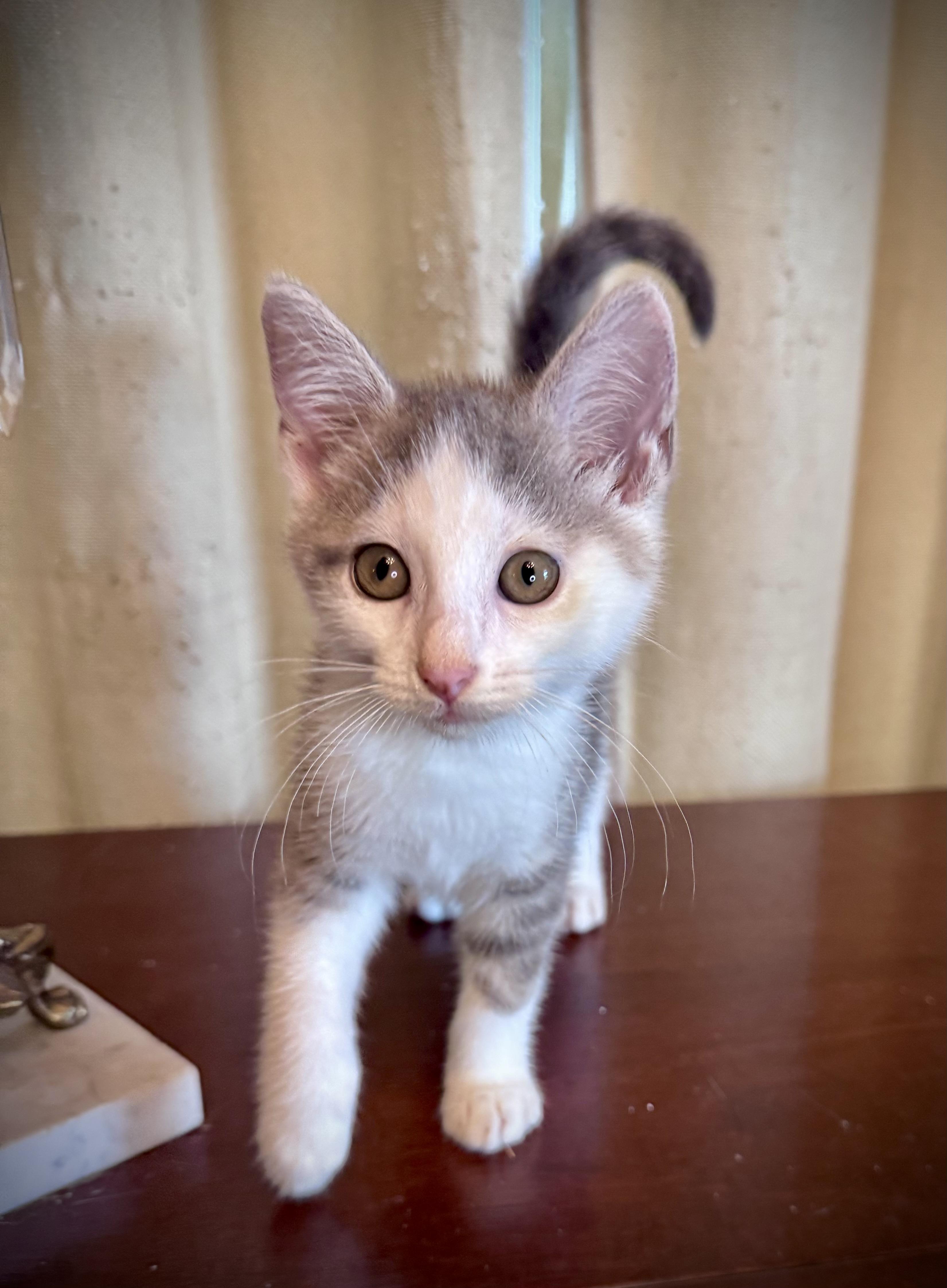 Enlarge Vampira, a ADOPTABLE Domestic Short Hair in Avoca, PA image 4/4
