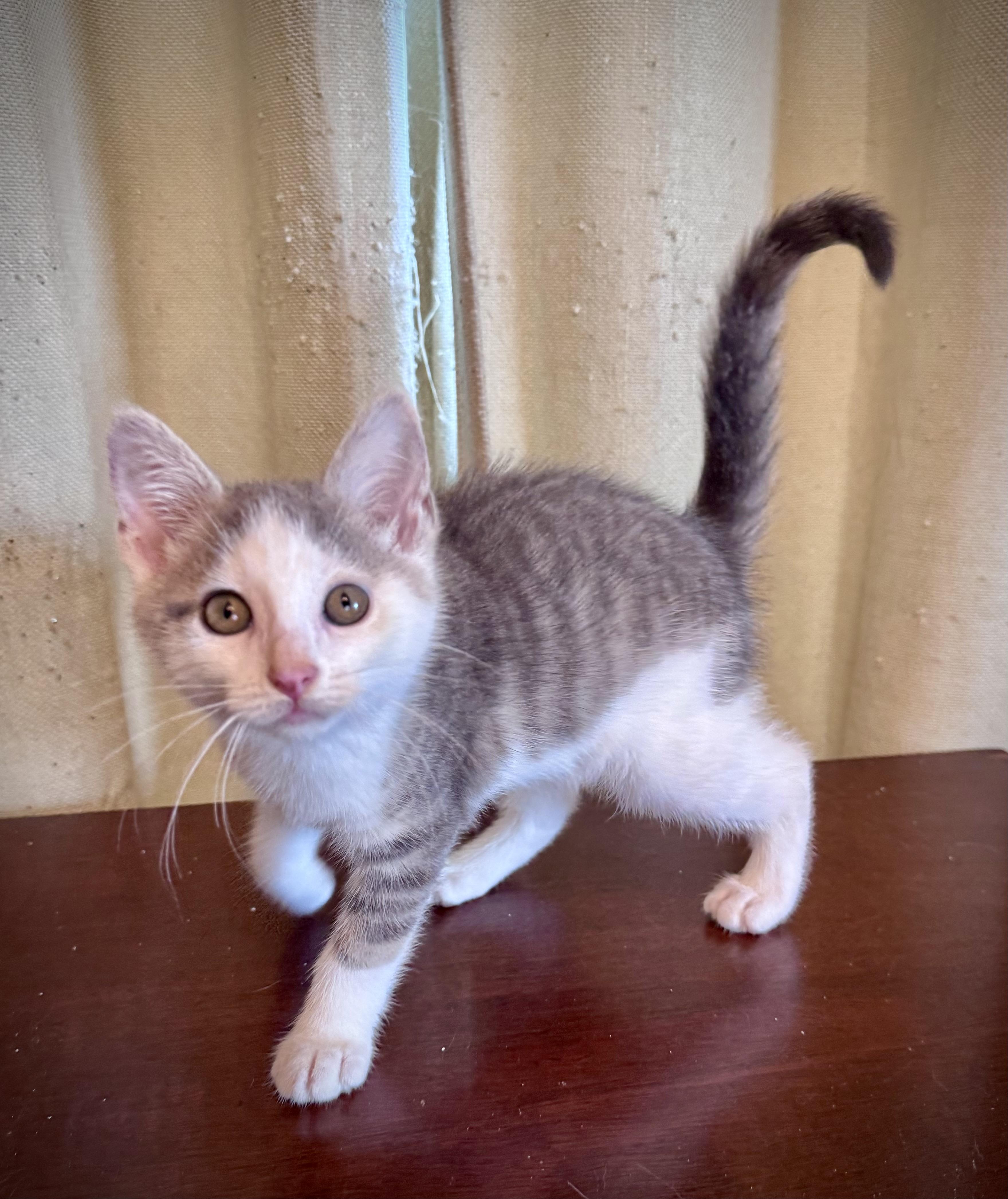 Enlarge Vampira, a ADOPTABLE Domestic Short Hair in Avoca, PA image 3/4