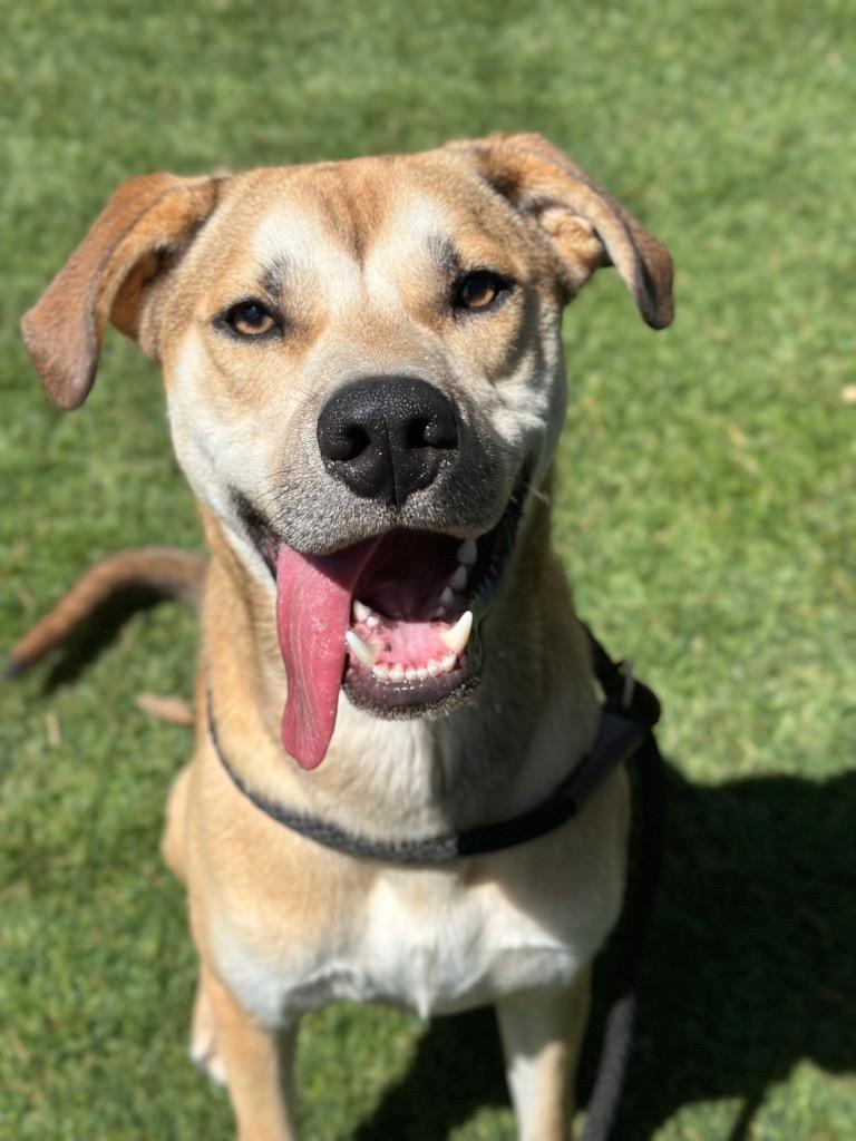 Boone, Adoptable, Adult Male Hound & Pit Bull Terrier.