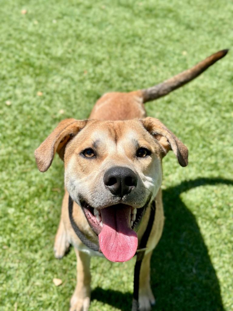 Enlarge Boone, a Adoptable mixed breed in Chico, CA image 2/2