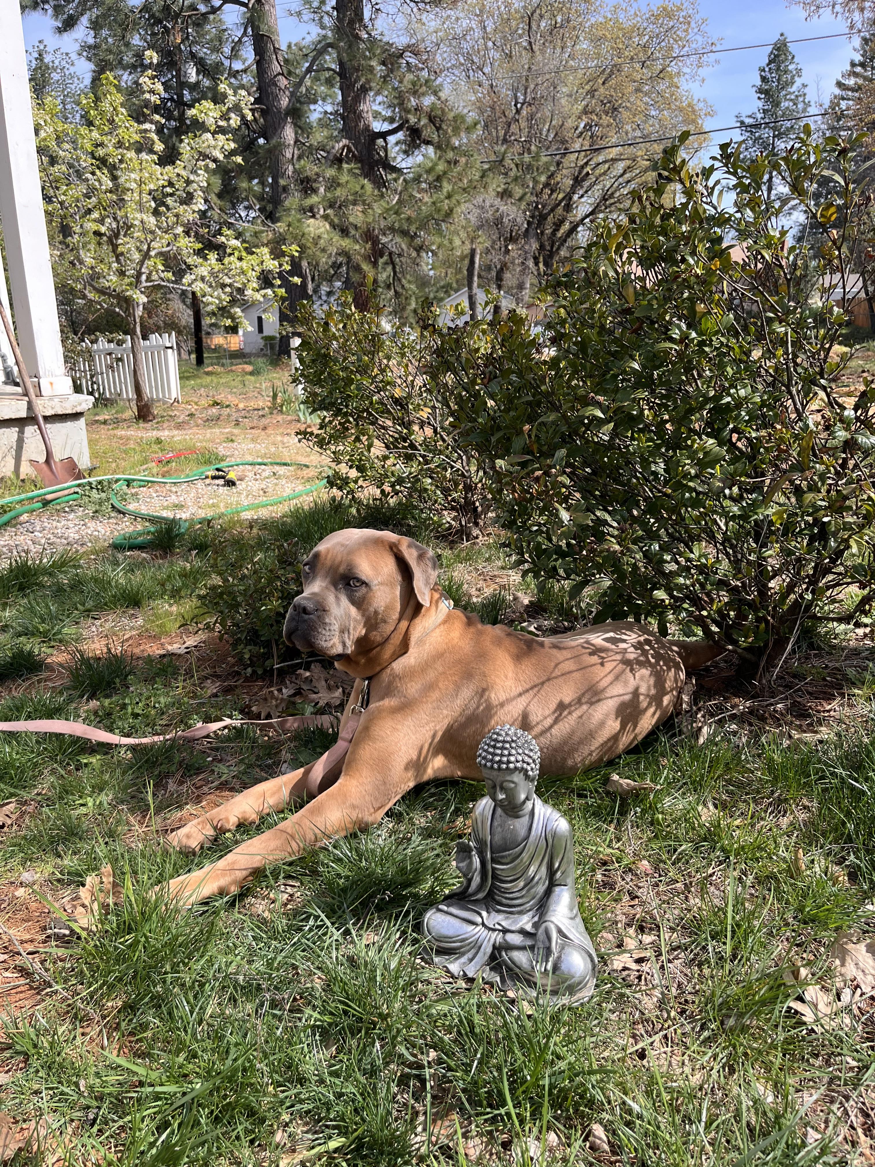 Dasha, Adopted, Young Female Cane Corso.