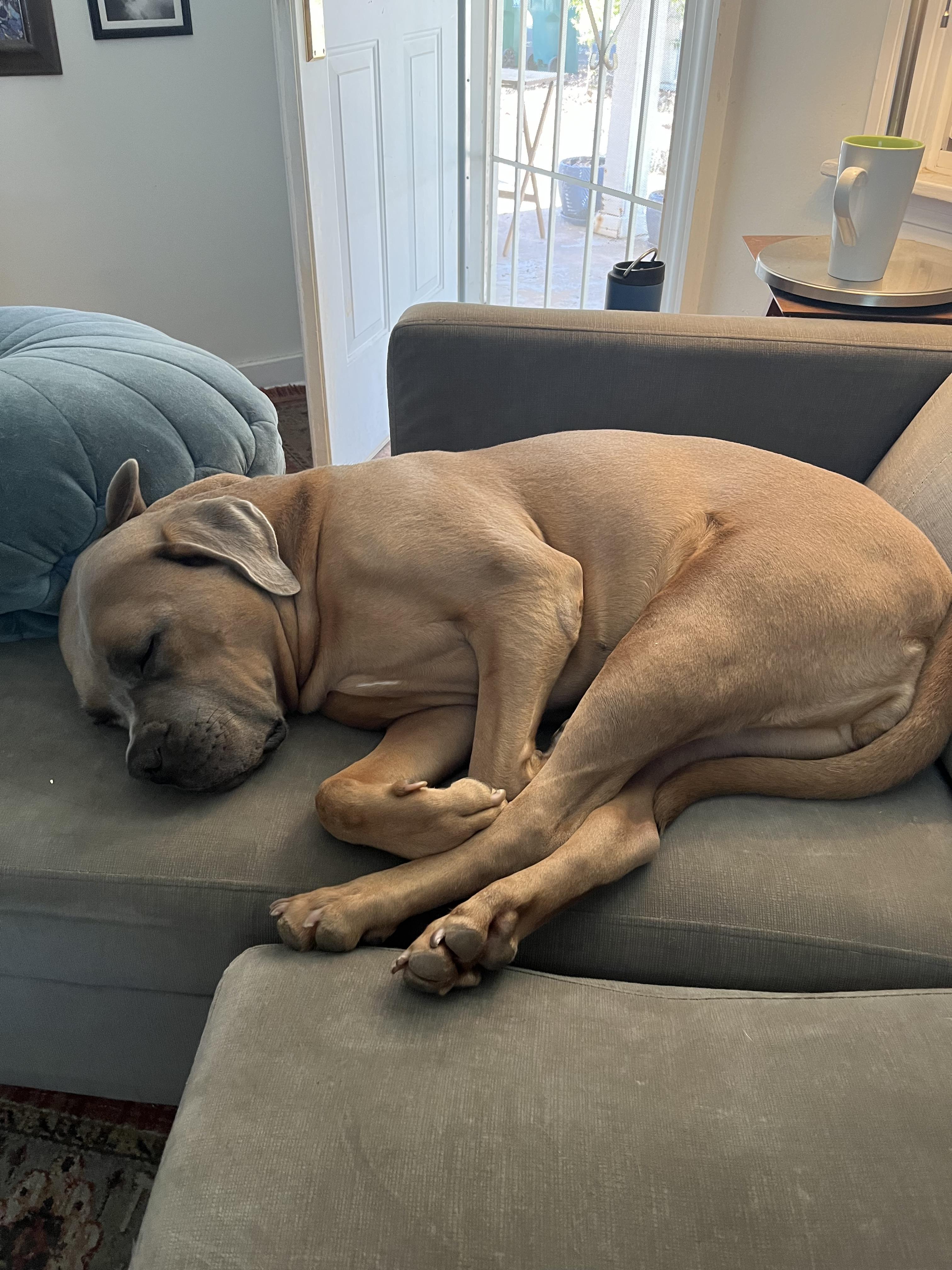 Dasha, a Adopted Cane Corso in Cool, CA image 2/4