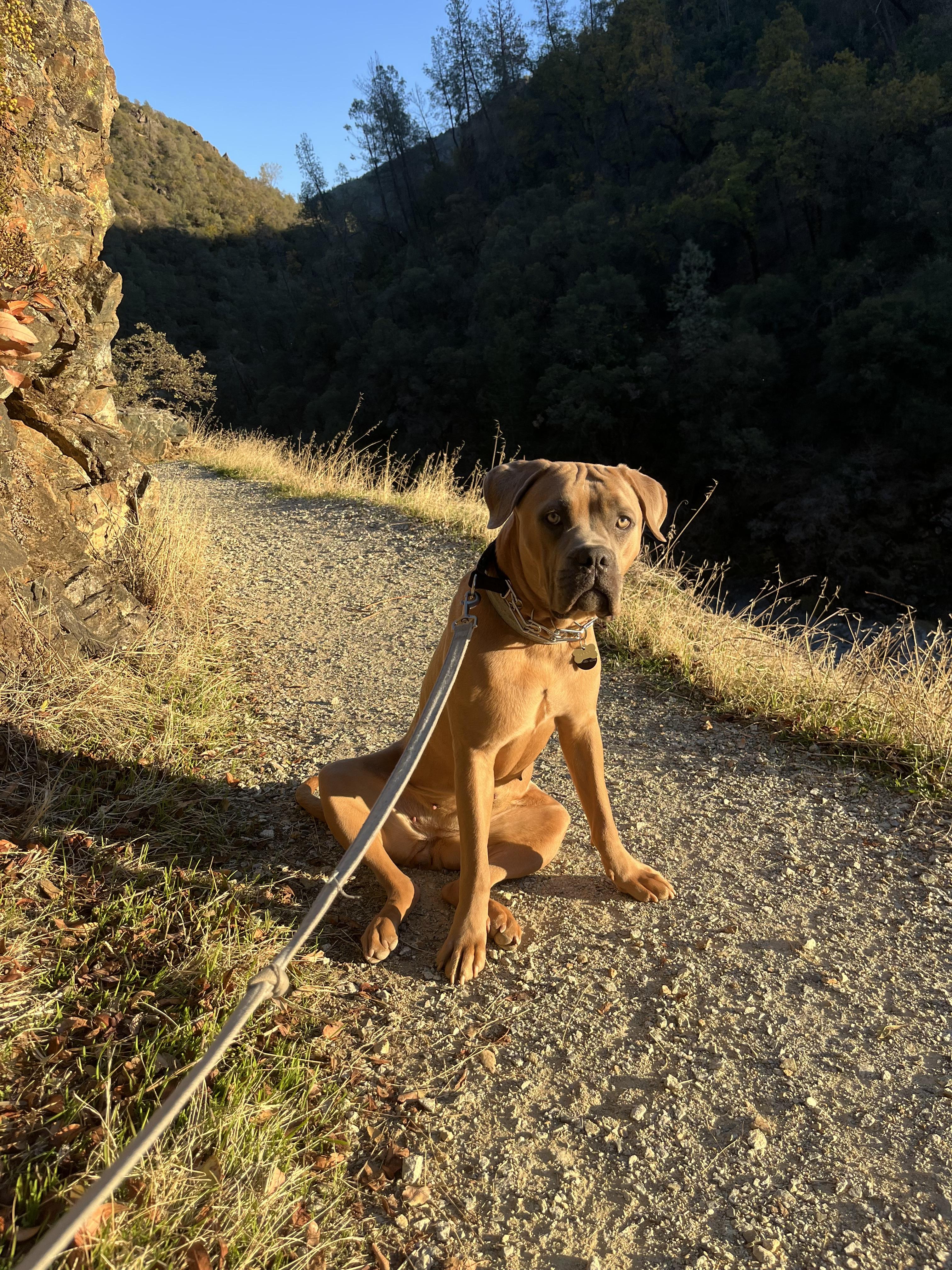 Dasha, a Adopted Cane Corso in Cool, CA image 3/4