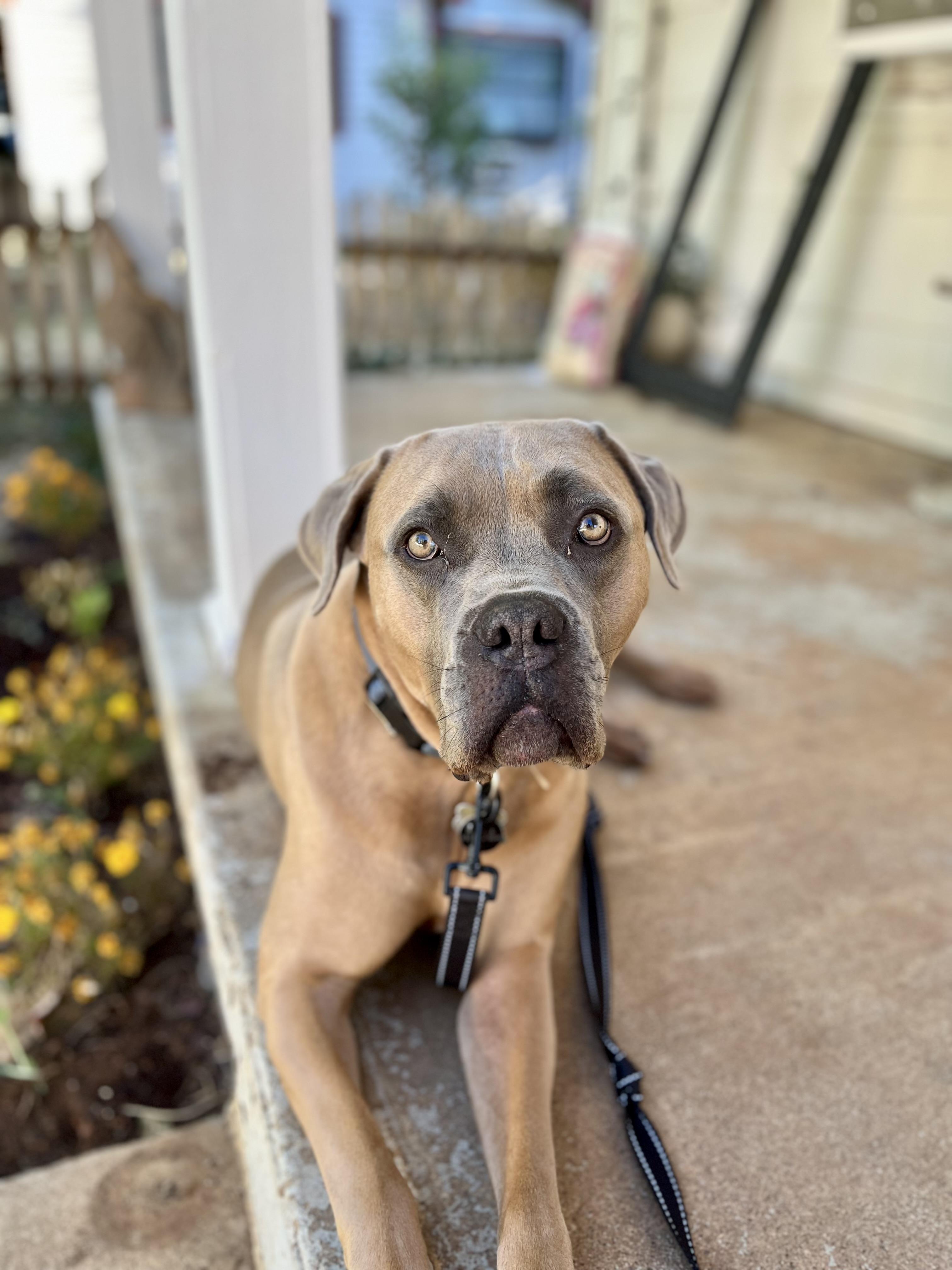 Dasha, a Adopted Cane Corso in Cool, CA image 4/4