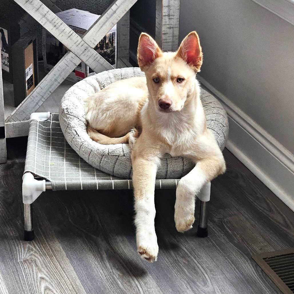 Enlarge Snowflake, a Adoptable mixed breed in Chantilly, VA image 3/3