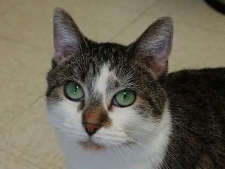 Henrietta, Adoptable, Adult Female Domestic Short Hair & Tabby.