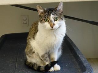 Enlarge Henrietta, a Adoptable mixed breed in Anaconda, MT image 4/6