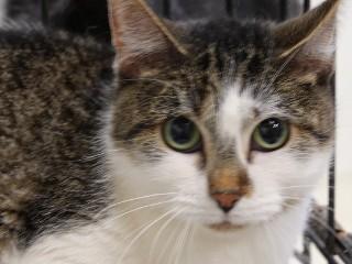 Enlarge Henrietta, a Adoptable mixed breed in Anaconda, MT image 5/6