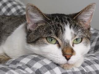 Enlarge Henrietta, a Adoptable mixed breed in Anaconda, MT image 3/6