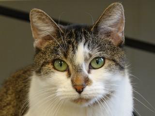 Enlarge Henrietta, a Adoptable mixed breed in Anaconda, MT image 2/6