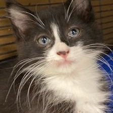 Taylor, Adoptable, Kitten Male Domestic Long Hair.