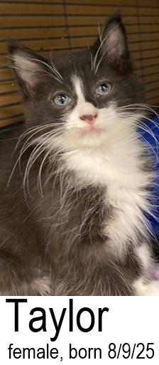 Taylor, a Adoptable Domestic Long Hair in Ocean Isle Beach, NC image 2/2