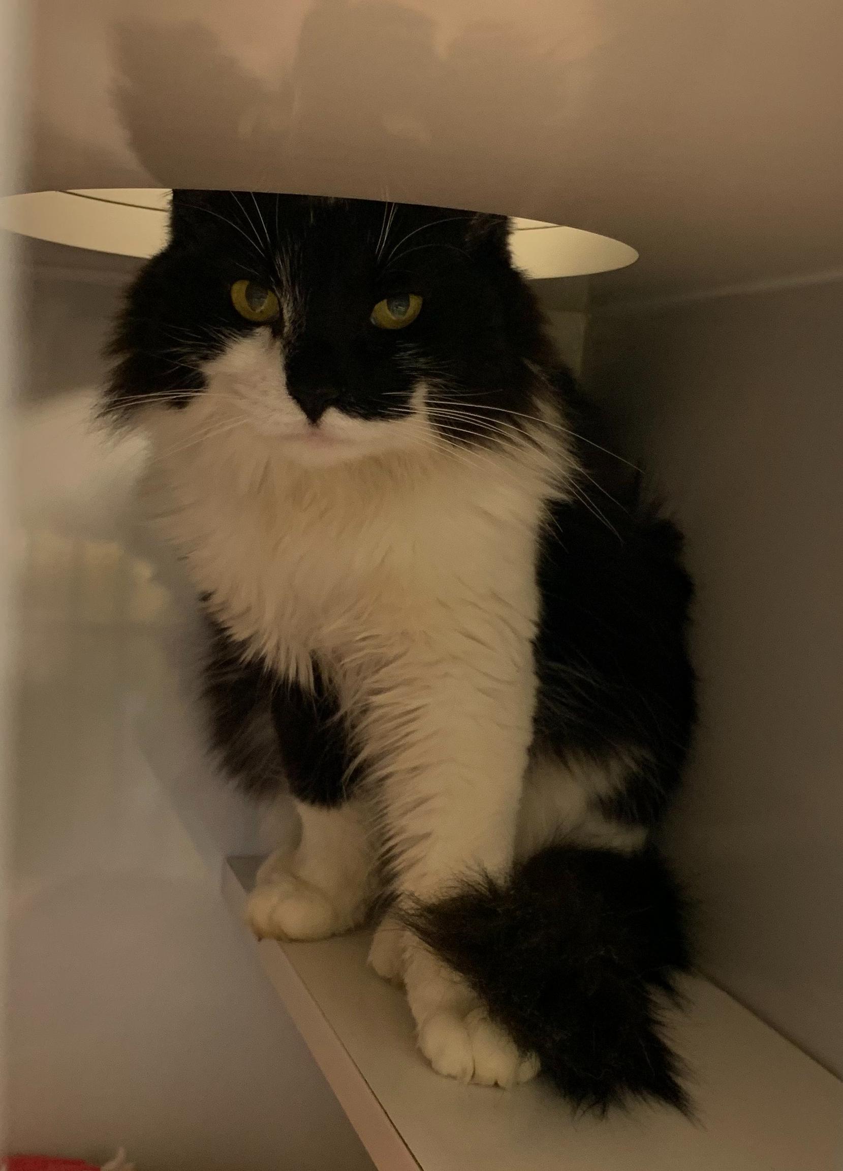 Enlarge Coraline, a ADOPTABLE Domestic Long Hair in Arthurette, NB image 1/1