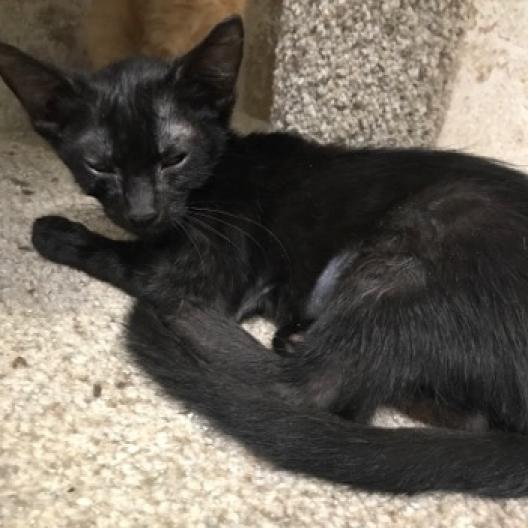 Lucy Lou, Adoptable, Adult Female Domestic Short Hair.