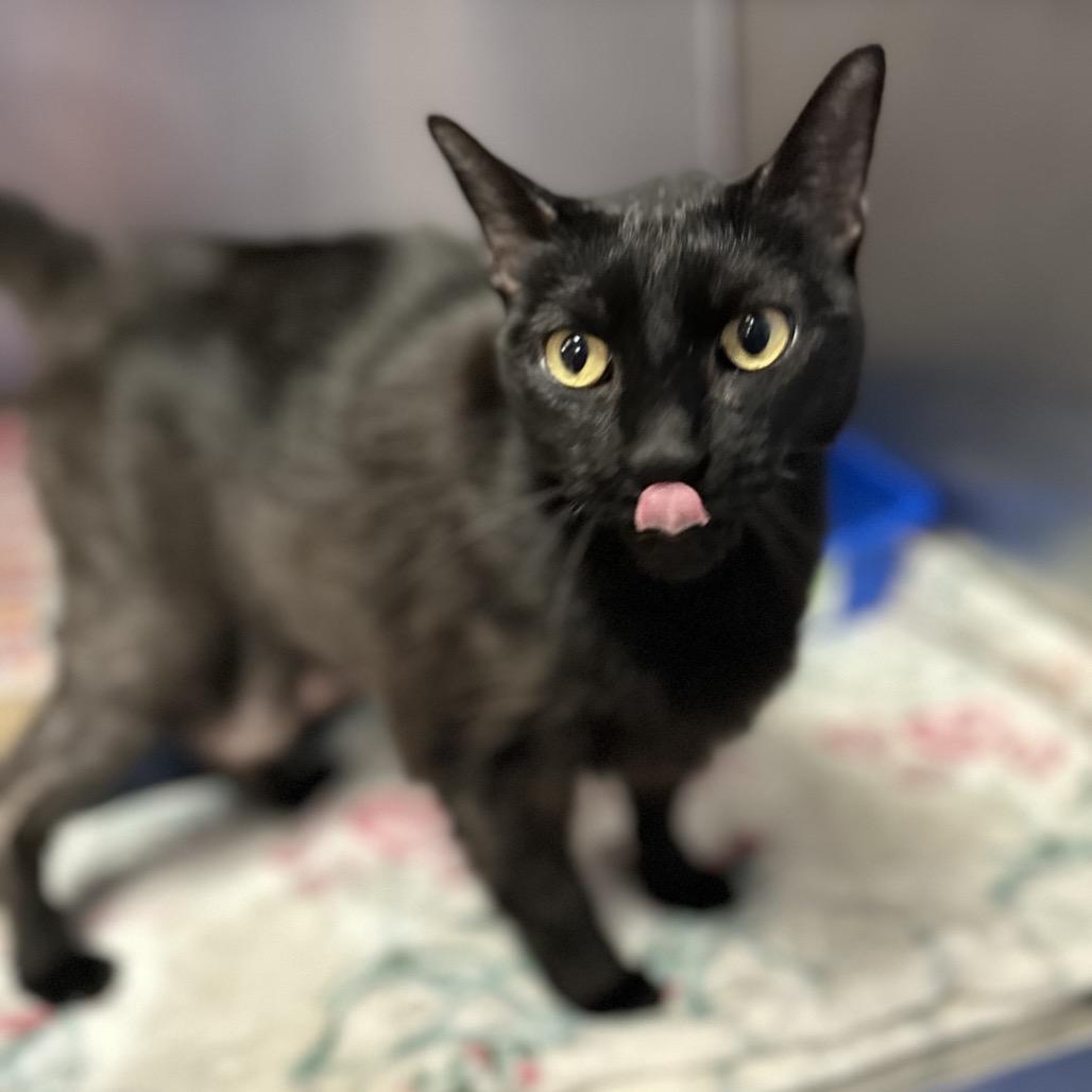 Enlarge Lucy Lou, a Adoptable mixed breed in Titusville, FL image 2/2