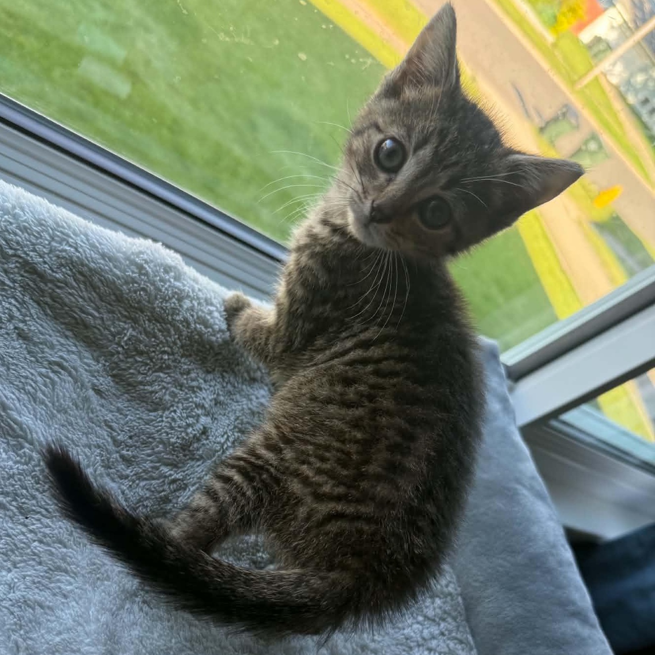 Stimson J. Cat, ADOPTABLE, Kitten Male Domestic Short Hair.